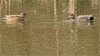 Gadwall. Photo: Mike