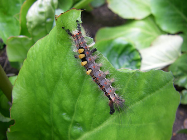 Vapourer-caterpillar_1s.jpg