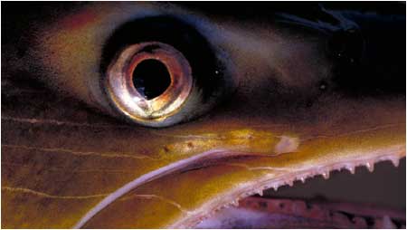 Salmon eye c/o David Hay