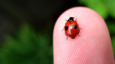 Ladybird