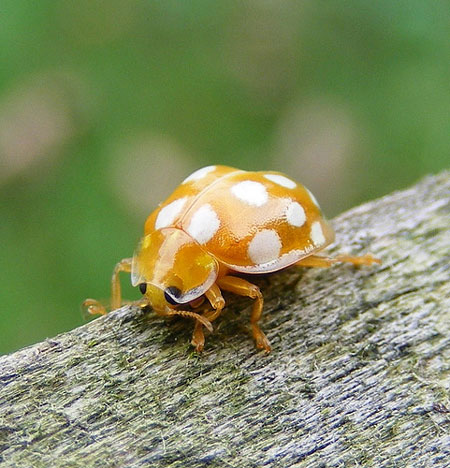 Orange ladybird