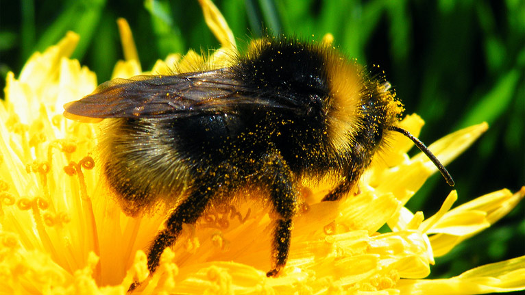 A cuckoo bee by Ros Bayliss