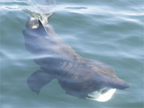 Basking Shark in Cornish waters - Colin Speedie