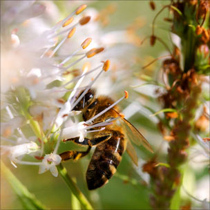 Bee on flower