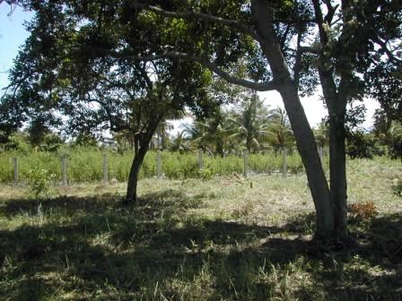 The land where my home should be