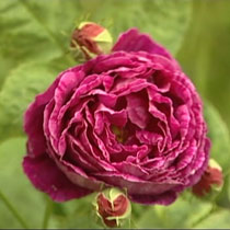 Rose 'Prince Charles'