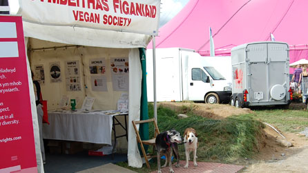 Cwn pabell Cymdeithas y Figaniaid