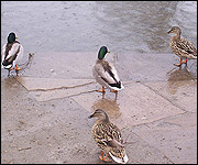 Ducks at Thornton le Dale pond