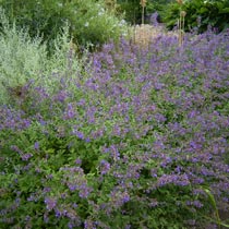 Nepeta 'Six Hills Giant'