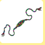 Rakhi Bracelet