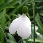 Galanthus plicatus 'E. A Bowles'