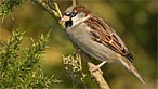 House sparrow. Photo: Andrew Davies