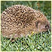 hedgehog