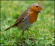 A robin in a garden