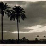 Evening comes to an oasis, Egypt.