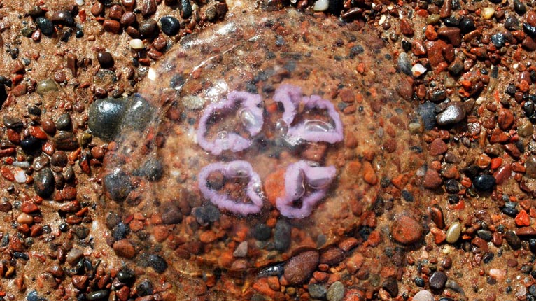 Muir-tiachd air Tràigh Ros Mhaircnidh, An t-Eilean Dubh