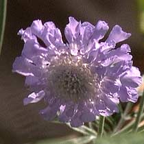 Scabiosa 'Butterfly Blue'