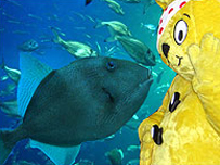 Pudsey makes a fishy friend