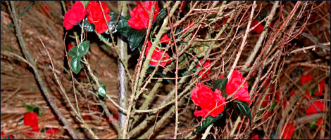 rose garden at Bradford Playhouse