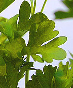 Parsley
