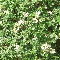 Ligustrum jonandrum