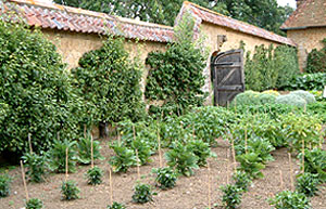 Vegetable growing at Barrington Court