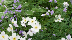 Anemone Wild Swan and Thalictrum diffusiflorum
