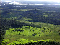 Belantara Amazon