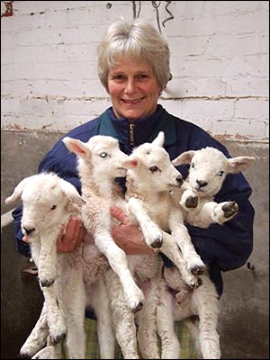 Lambs