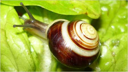 Banded Snail c/o c/o Annabelle Tipper