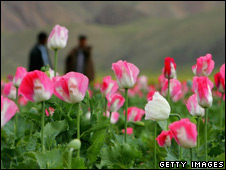 Poppies, Badakhshan, 2005