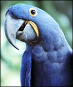 Parrots can make great pets