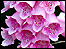 Foxgloves