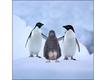 Pinguins de Adélia (Foto: Steve Bloom)