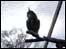 Eagle Owl