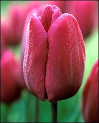 Tulips by Anne Green-Armytage