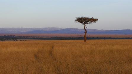A lone tree in the Mara Reserve