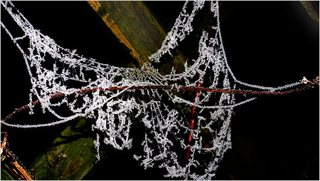 Spiders web c/o Beatrice Myers