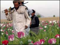 طالبان کے خاتمے کے بعد پوست کی کاشت میں زبردست اضافہ ہواہے