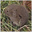 Field Vole