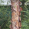 Betula nigra
