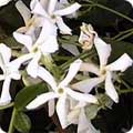 Trachelospermum jasminoides