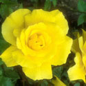 Rosa Golden Showers, Rose