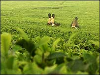 Tea plantation