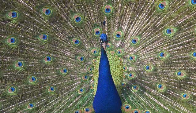 Indian peafowl (image: Phillipe Clement / NPL)