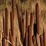 Bullrushes