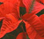 Poinsetia