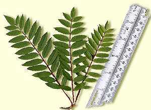 Leaves of mystery tree