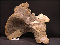 Kost dinosaura