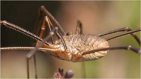 Harverster Spider c/o Margaret Holland